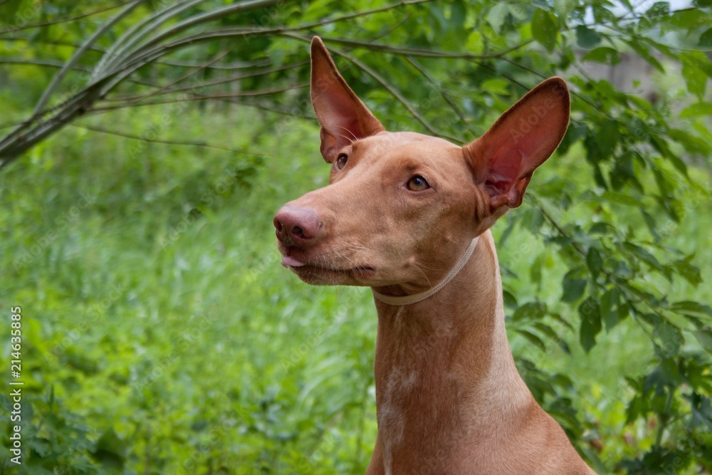 Cute pharaoh hound close up. Kelb tal-Fenek or rabbit dog.