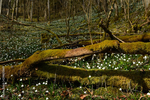 Maerzenbecher im Laubwald auf der Schwaebischen Alb photo