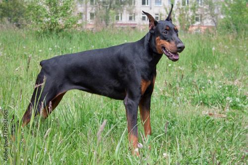 Cute doberman pinscher is standing in a green grass. © tikhomirovsergey