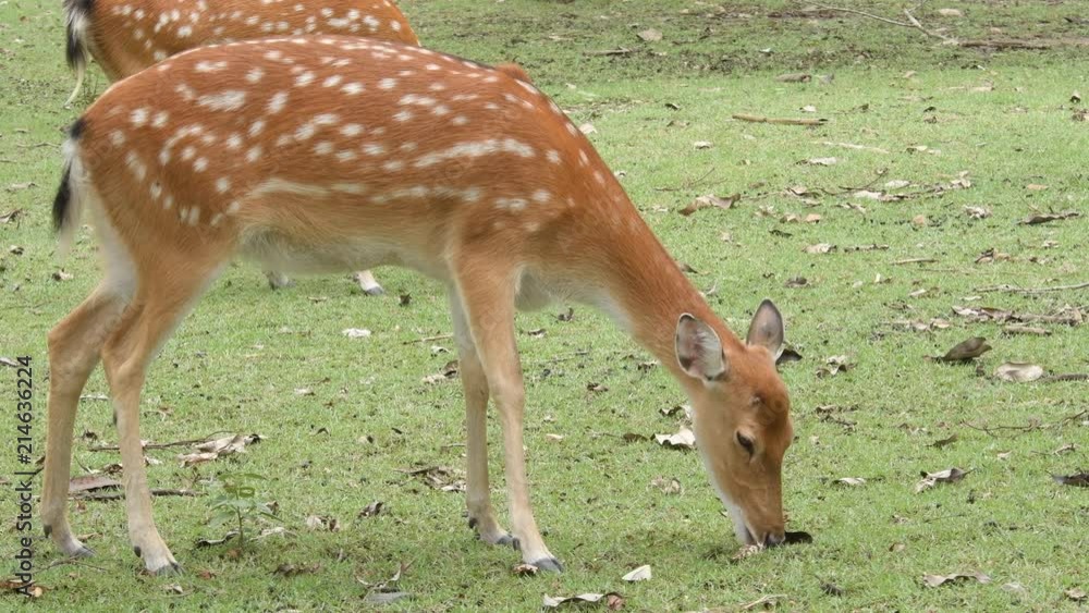 Star deer in a zoo in Thailand Star deer in a zoo in Thailand