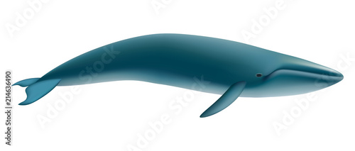 Blue whale mockup. Realistic illustration of blue whale vector mockup for web design isolated on white background