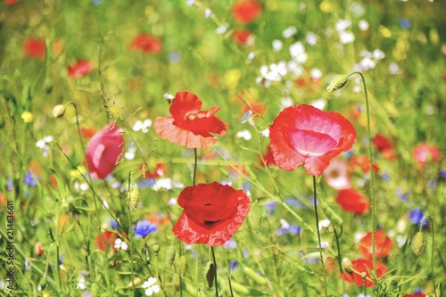 Blumenwiese - Sommerblumen - Grußkarte