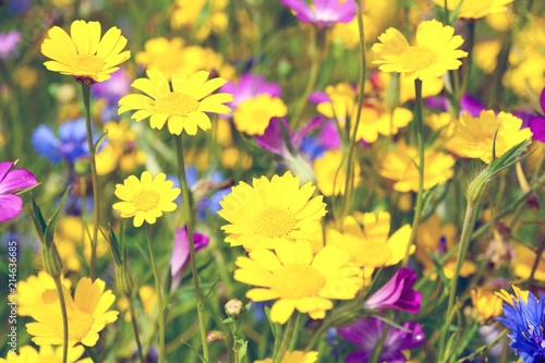Blumenwiese - Sommerblumen - Grußkarte