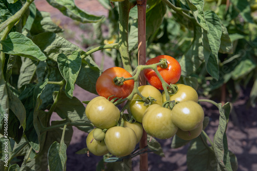 Ripening tomatoes at an amateur gardener