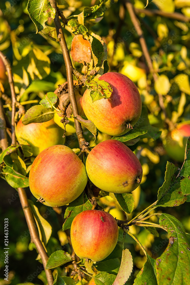 Delicious polish apples on the tree in orchard