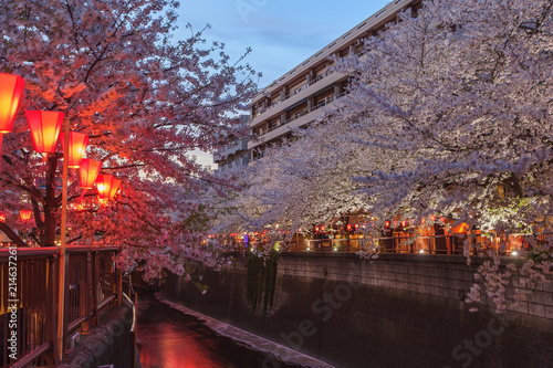 Beautiful sakura cherry blossom in Nagameguro canel with light up at sunset, spring season in Japan