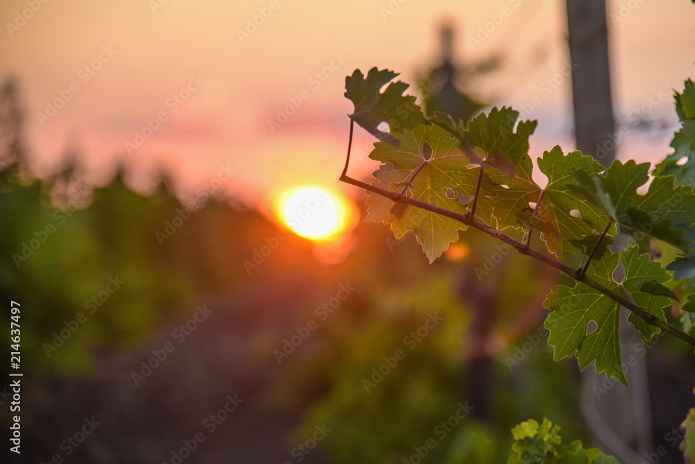 Obraz premium vineyard at sunset