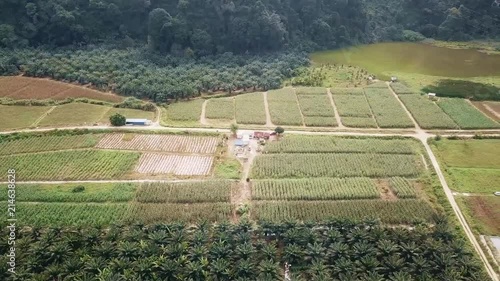 Plantation Field WIth Various Crops And A Lake Near A Forest - Drone Shot - Left To Right  photo