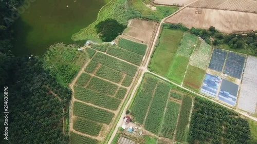 Plantation Field With Varius Crops Near Lake - Drone Shot - From Above  photo