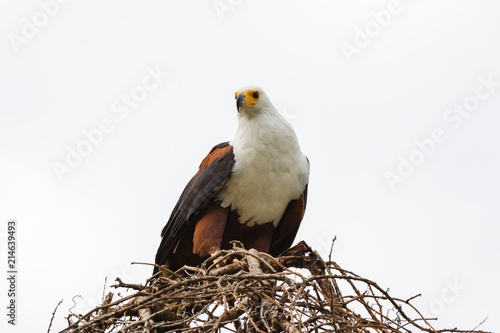 Eagle the fisherman on the nest. It feeds on fish. Lake Baringo, Kenya