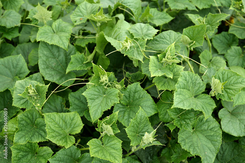 Wallpaper Mural Cucumber Torontodigital.ca