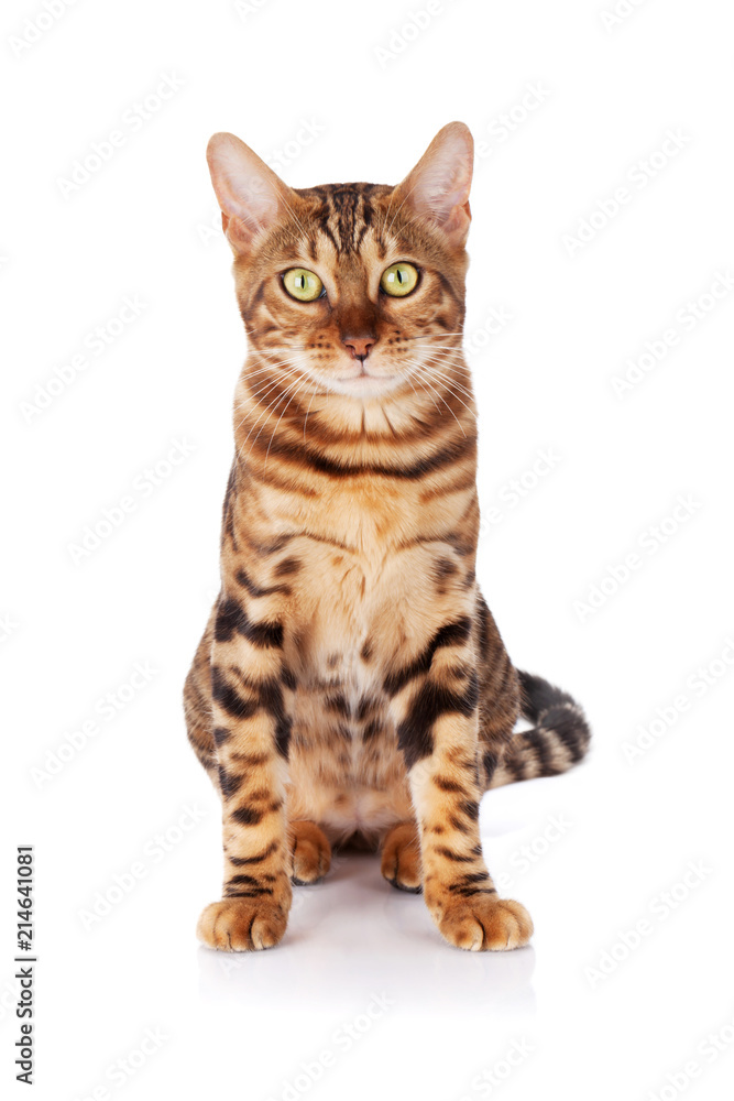 Obraz premium Kot bengalski