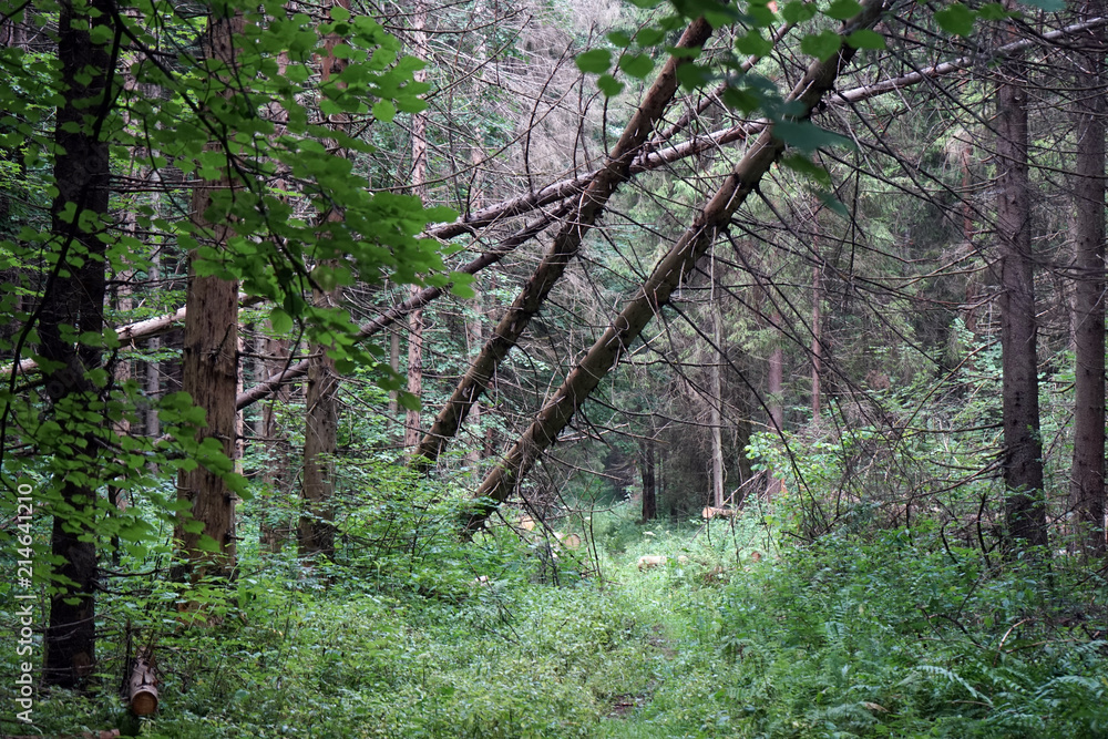 Obraz premium Fallen trees