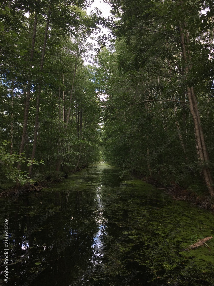 Obraz premium Algae blooming at small creek with standing water near Stockholm, Sweden