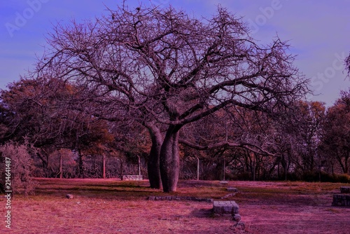 Tapety artystyczne Árbol