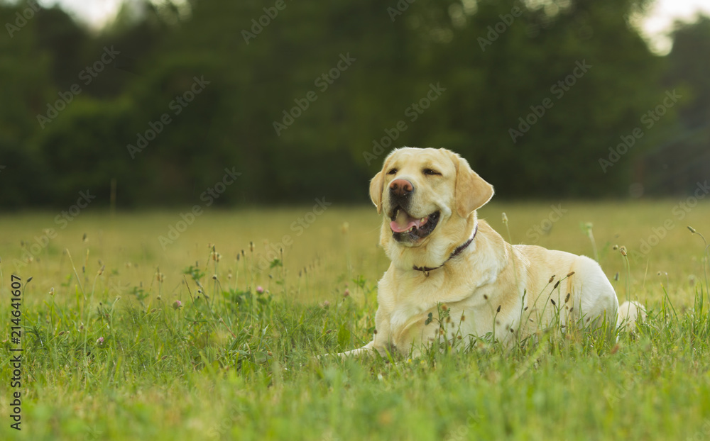 The dog Labrador sits on a meadow