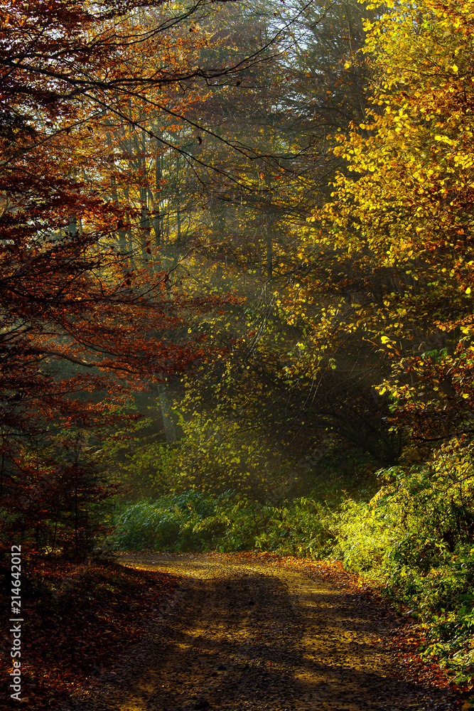 nature autumn sunshine leaves yellow forest morning colorful sun rays branches trees air