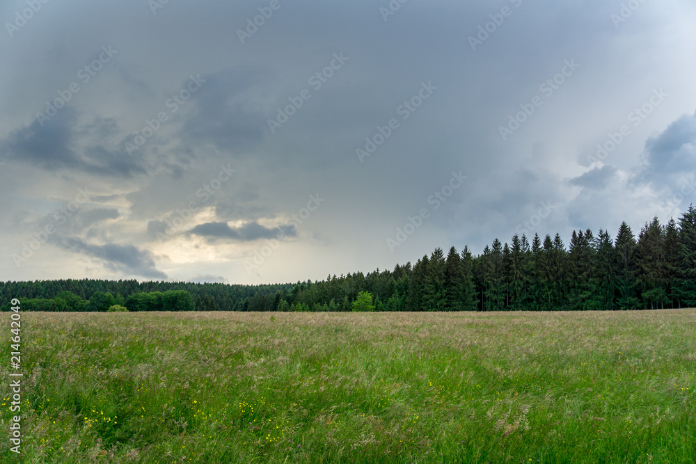 Germany, Edge of the black forest behind green pasture Germany, Edge of the black forest behind green pasture