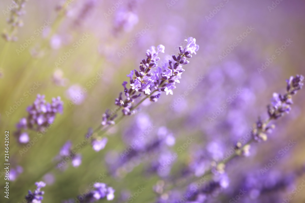 Lavender field close up Lavender field close up