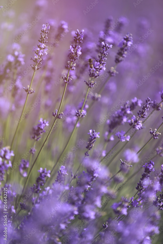 Lavender field close up Lavender field close up