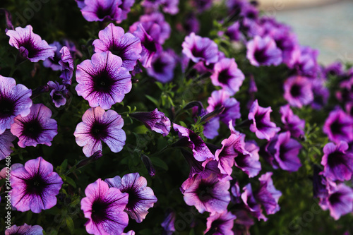 Violet flower petunia flawer garden photo