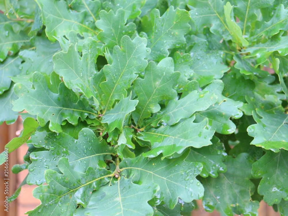 Green leaves of oak close-ups Green leaves of oak close-ups