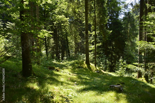 bosco nelle prealpi di Ledro, Trentino
