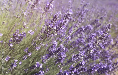 Lavender field close up 