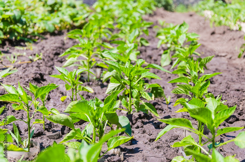 A row of green peppers on my dacha A row of green peppers on my dacha