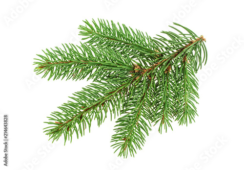 Fir tree branch isolated on a white background