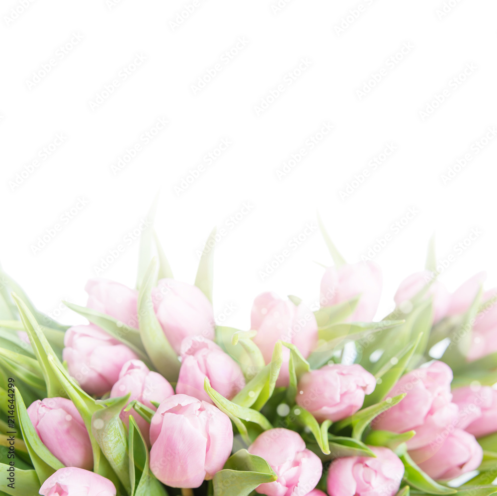 Naklejka premium Różowe tulipany na białym tle