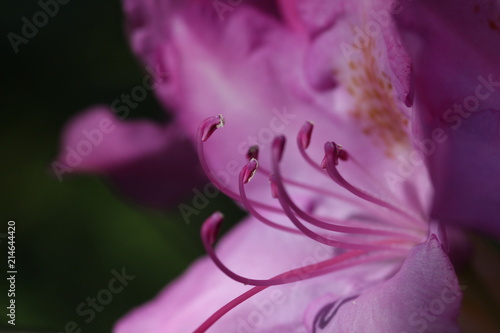 Rhododendron Blossom Macro