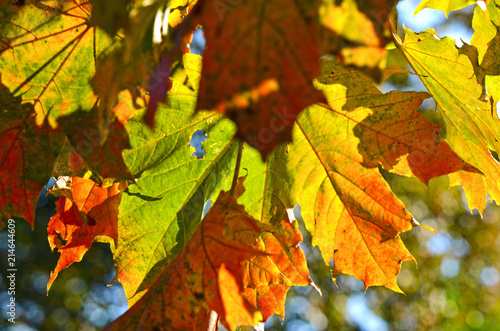 Colorful autumn leaves of a maple (Genus Acer) in sunlight