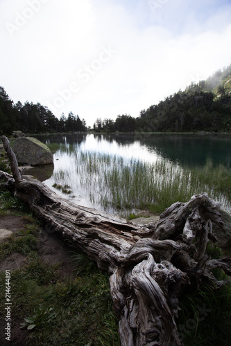 Vieille souche d'arbre au bord d'une laquette de la réserve de Néouvielle dans les Pyrénées. photo