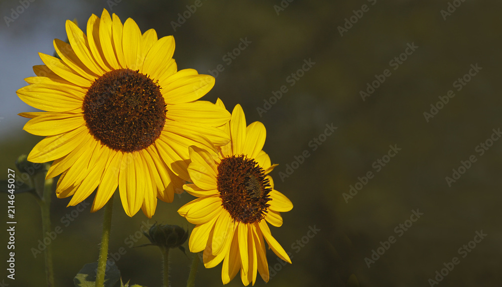 Fototapeta premium Wild sunflowers