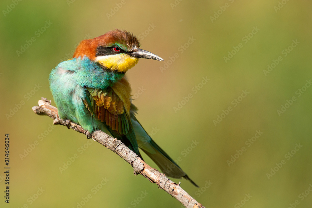 European bee-eater (Merops apiaster) sitting on a stick.