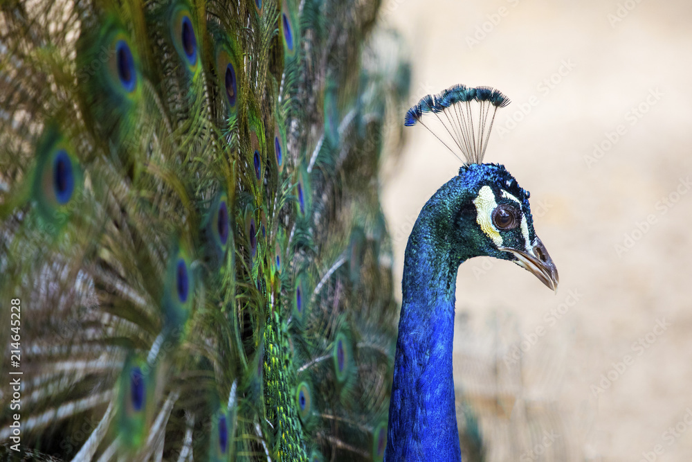 Obraz premium Peacock