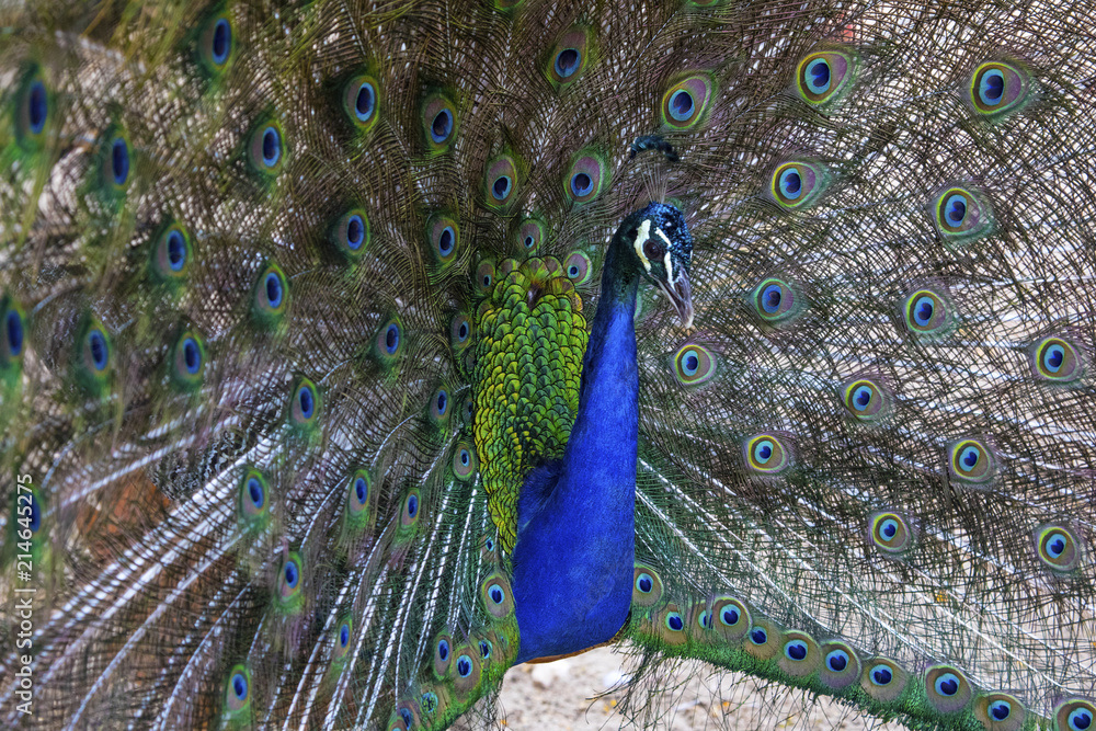 Fototapeta premium Peacock