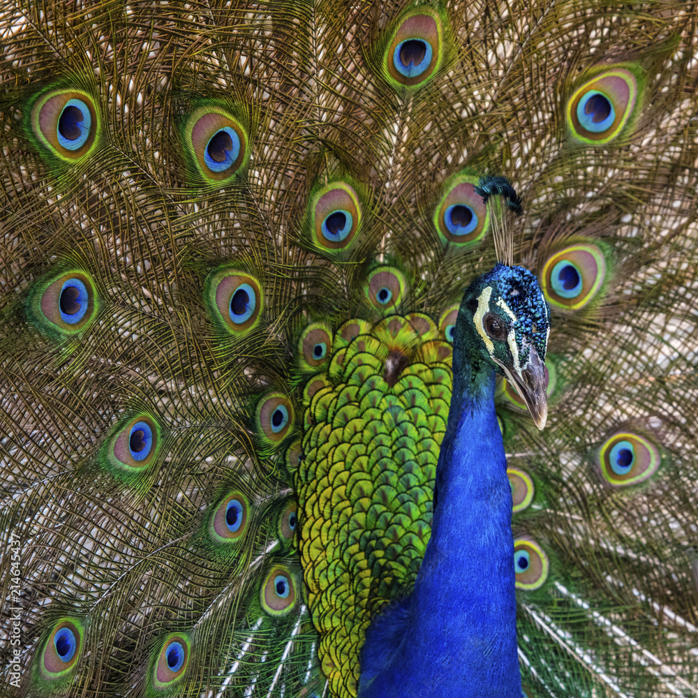 Obraz premium Peacock