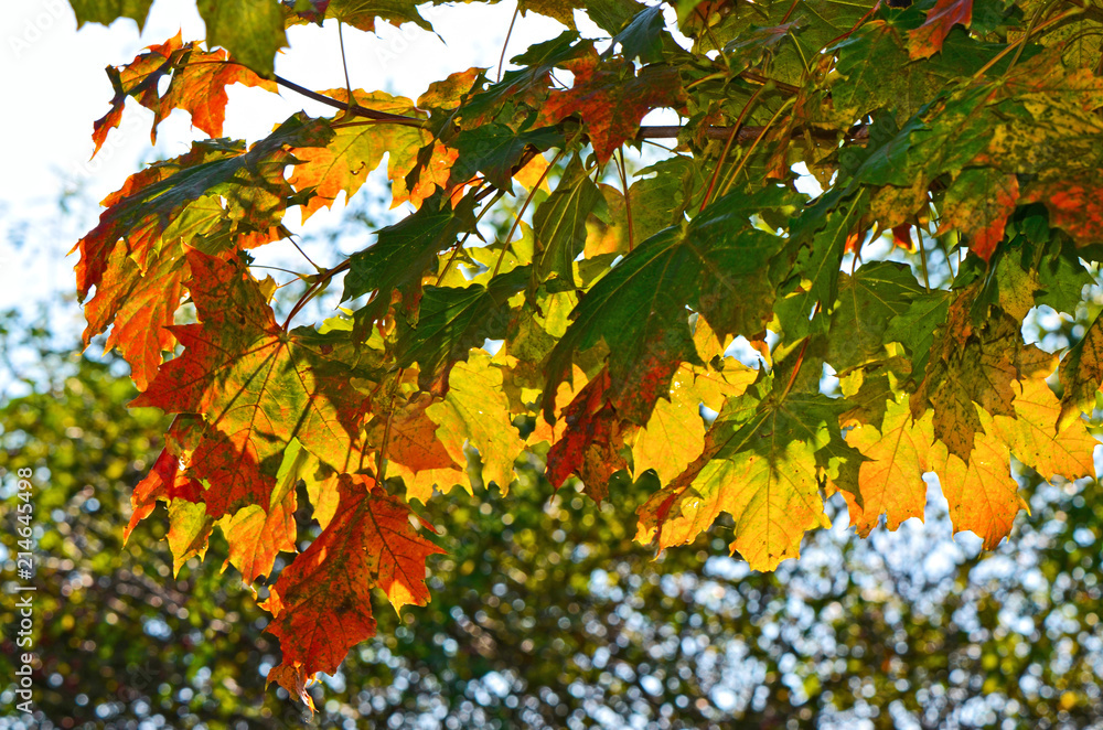 Colorful autumn leaves of a maple (Genus Acer) in sunlight Colorful autumn leaves of a maple (Genus Acer) in sunlight