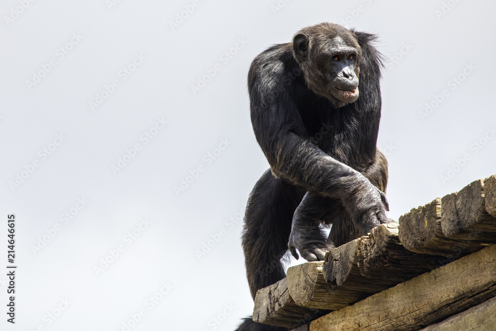 Fototapeta premium Chimpanzee