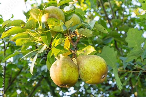 Obraz na płótnie Pear on the tree in the orchard w salonie