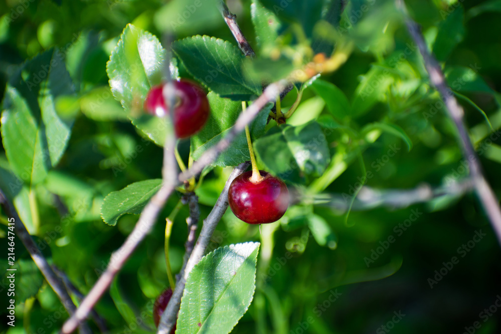 Cherry tree branch. fresh ripe cherries. Sweet cherries in garden.