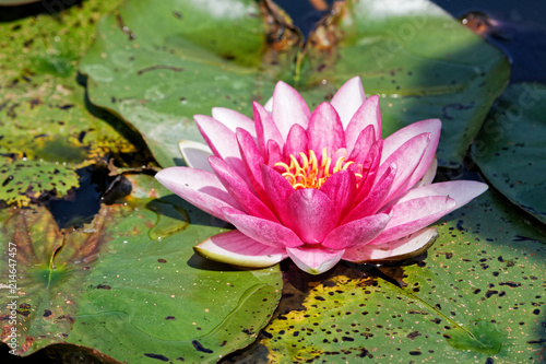 Water lily and big leaves in the pond