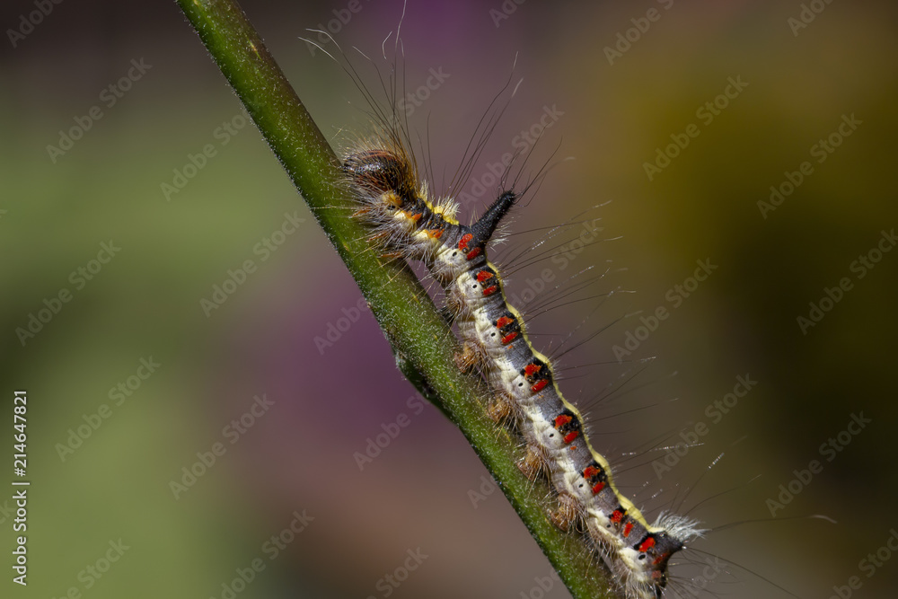 grey dagger moth caterpillar, Acronicta psi, eating on a weeping willow leaf during a sunny afternoon in july. grey dagger moth caterpillar, Acronicta psi, eating on a weeping willow leaf during a sunny afternoon in july.