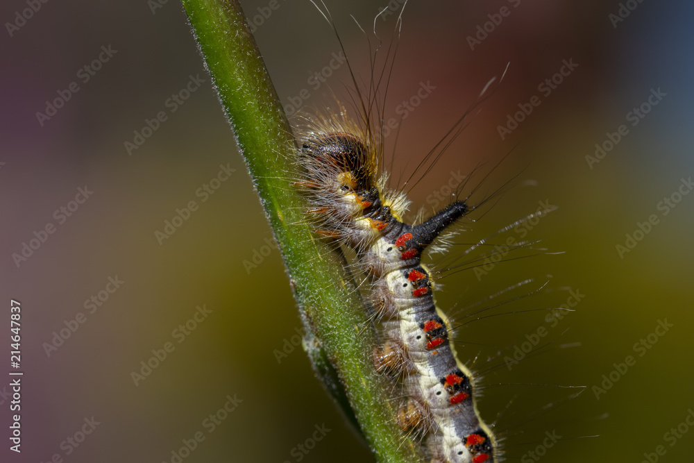 grey dagger moth caterpillar, Acronicta psi, eating on a weeping willow leaf during a sunny afternoon in july. grey dagger moth caterpillar, Acronicta psi, eating on a weeping willow leaf during a sunny afternoon in july.