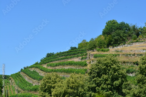 A wine landscape in Germany