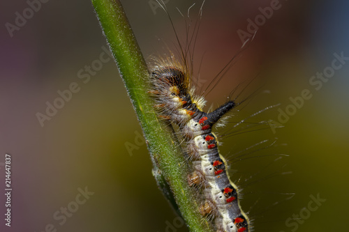 grey dagger moth caterpillar, Acronicta psi, eating on a weeping willow leaf during a sunny afternoon in july. © Paul
