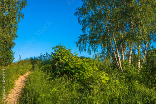 Beautiful landscape with white birches.