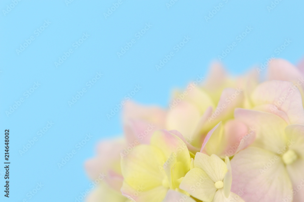 Fototapeta premium Abstract Flower Background